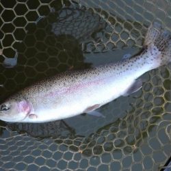 大安トラウトレイク 釣果